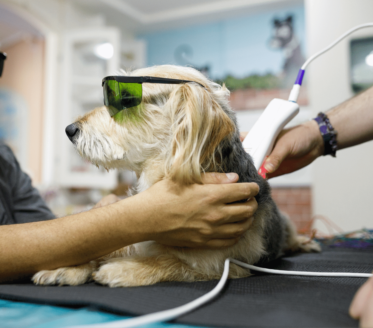 Laser Therapy Applied to Dog