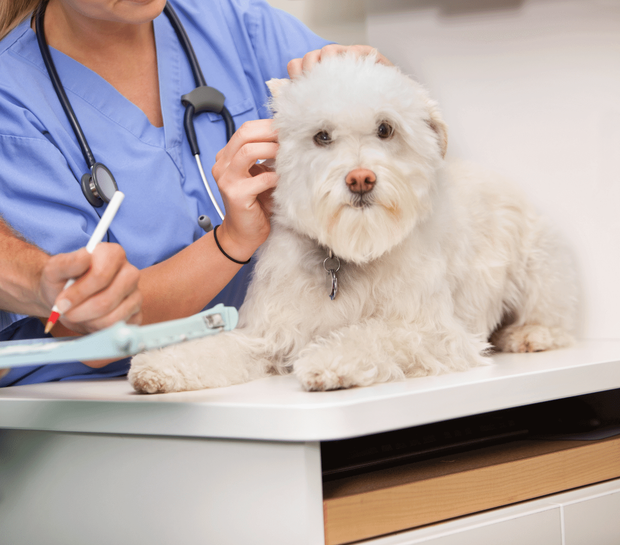 Vet and Assistant Examining Dog