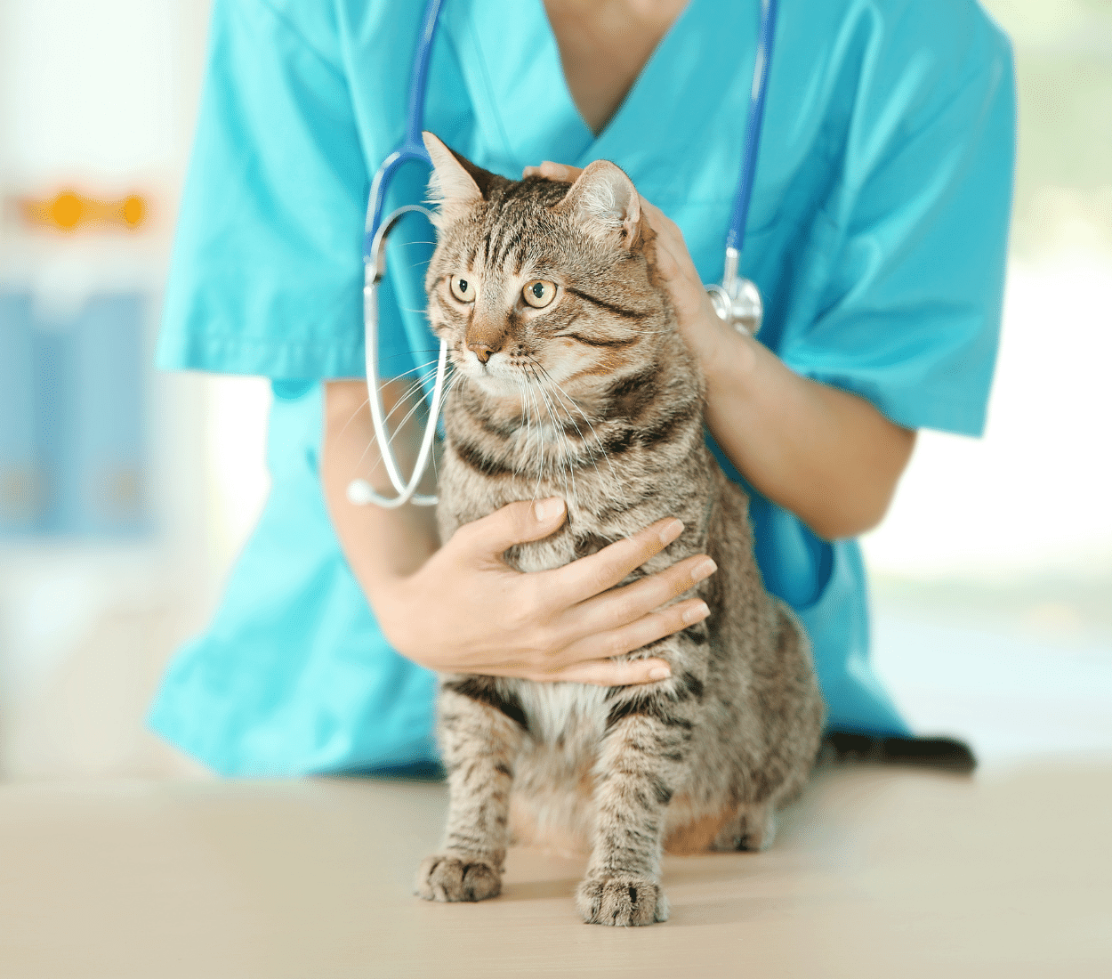 Veterinarian Checking Cat