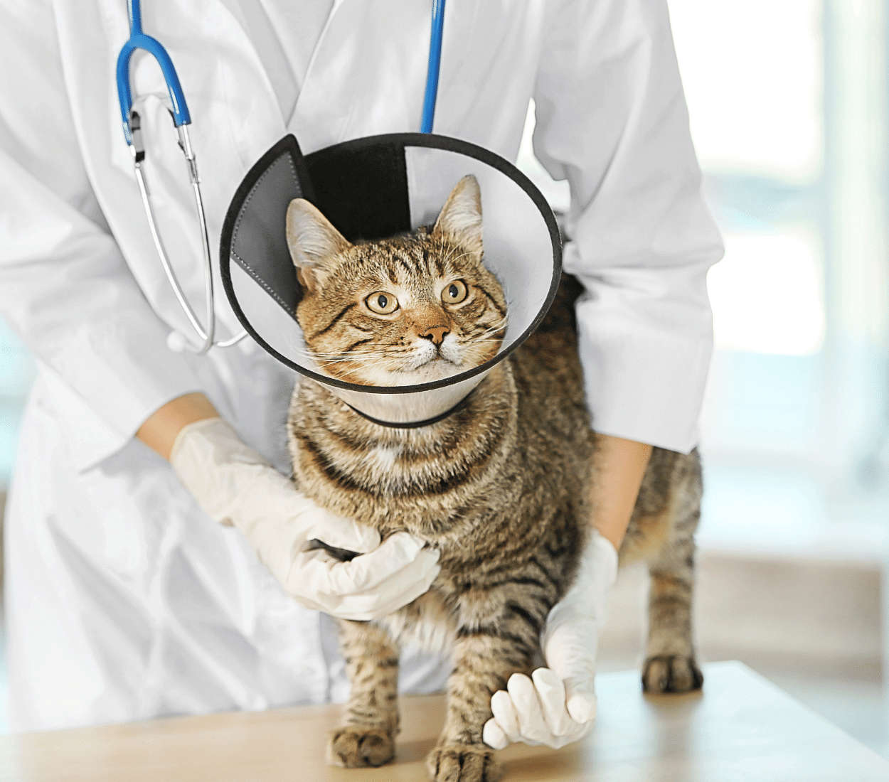 Veterinarian with Cat in a Cone at Vet hospital