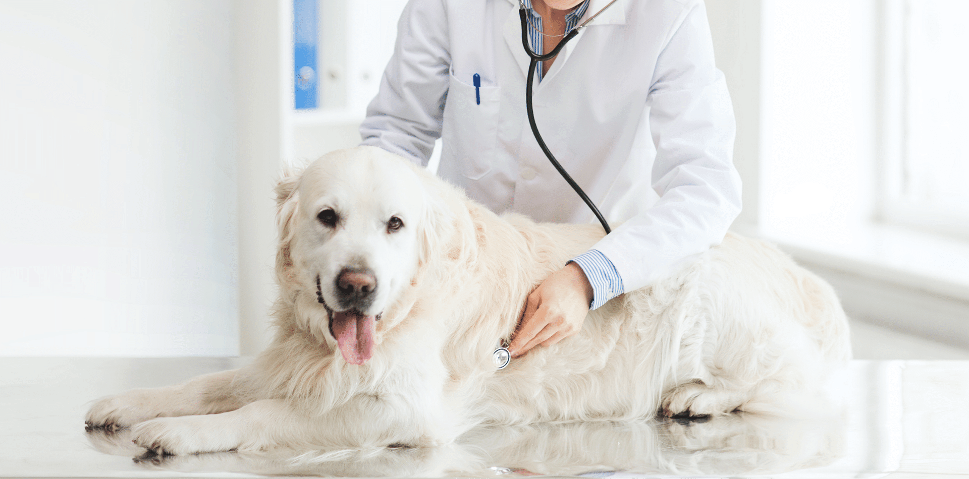 Pet Diagnostics In Duvall, WA | Cherry Valley Vet Hospital