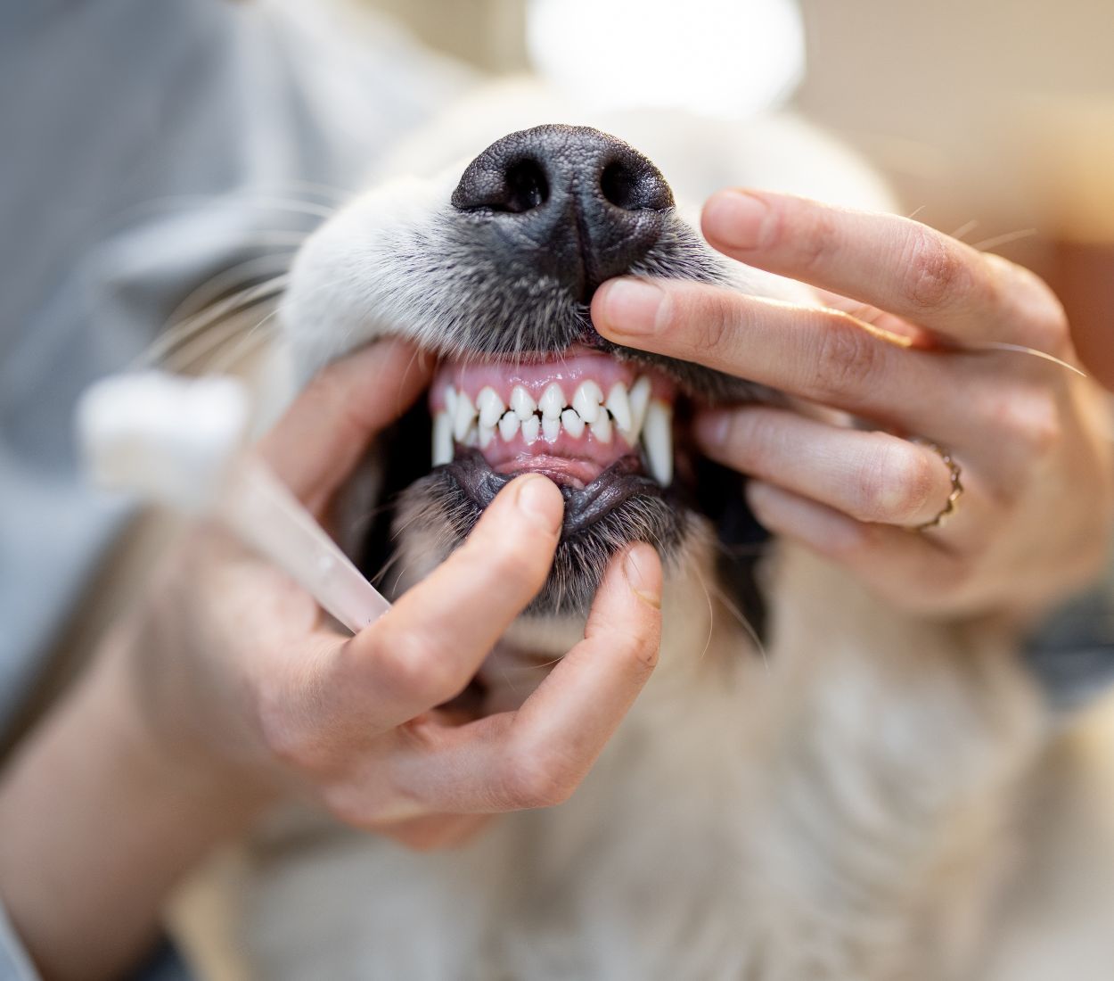 Veterinarian Brushing Dog's Teeth
