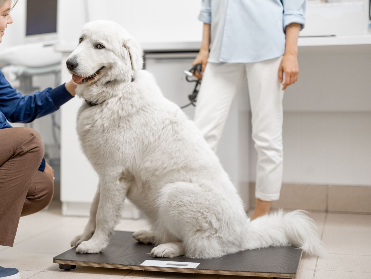 A big happy dog with a vet