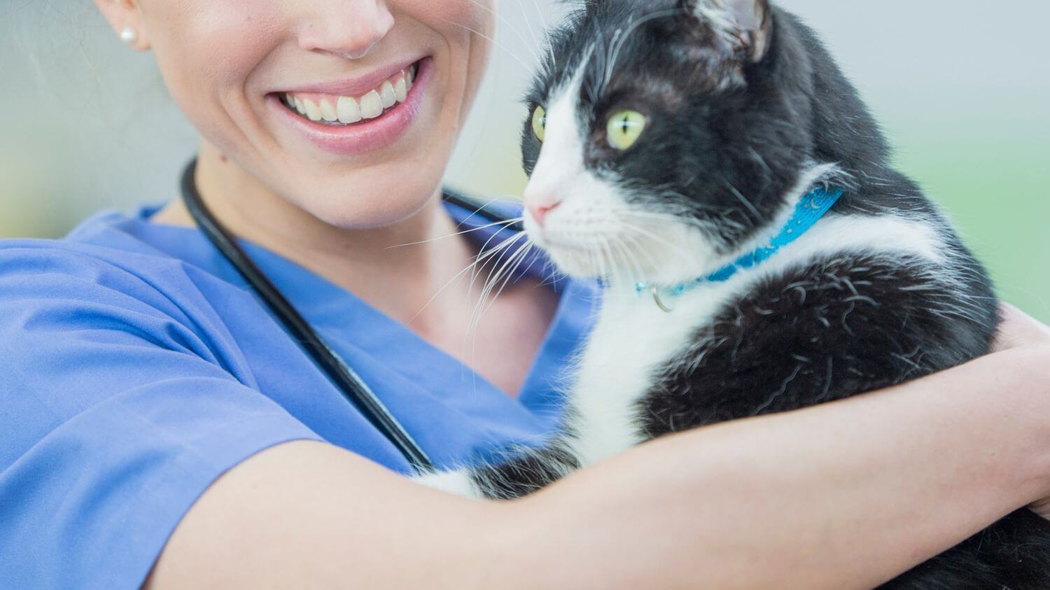 A vet with a cat