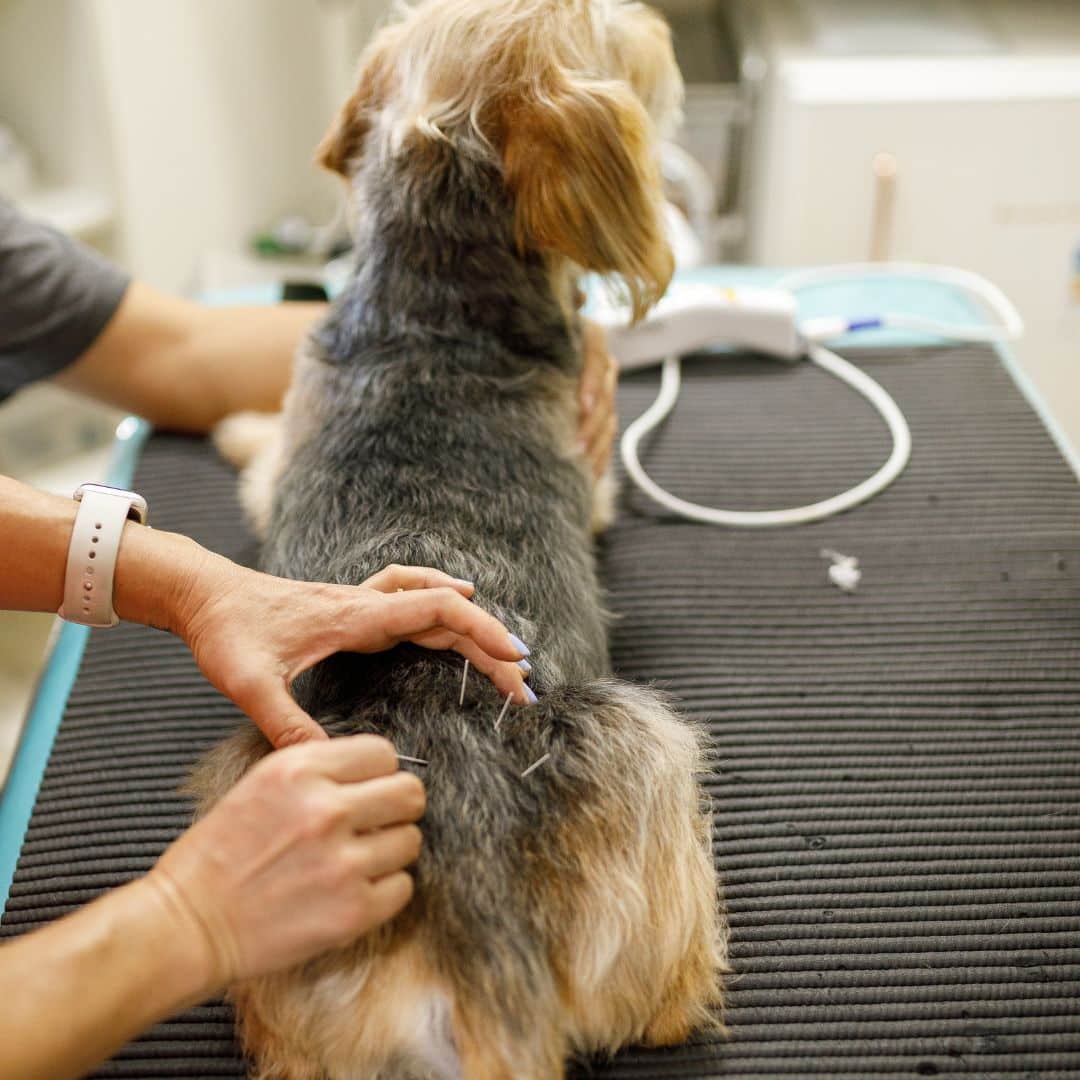 Vet and Assistant Examining Dog