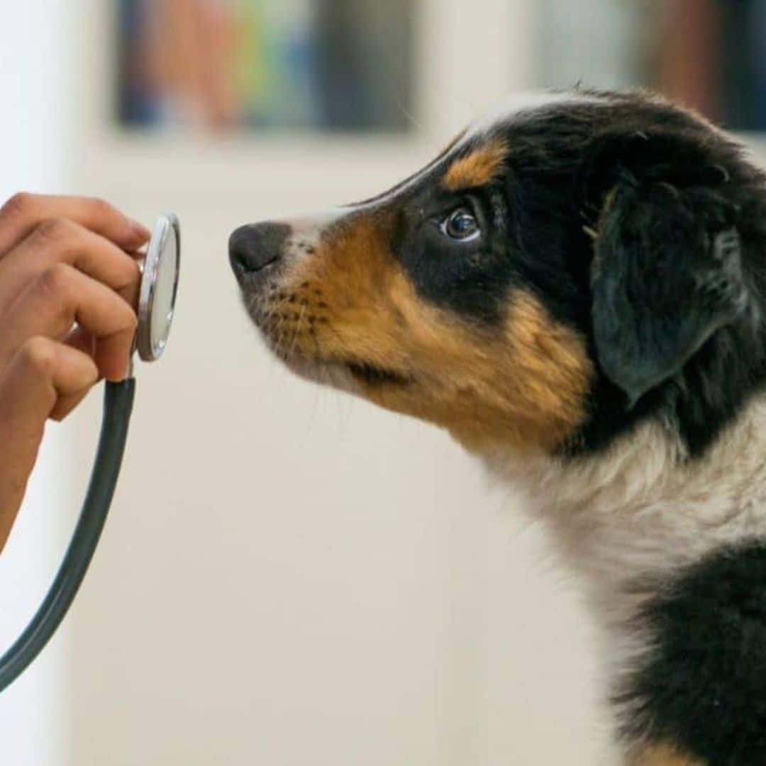 Pet Wellness