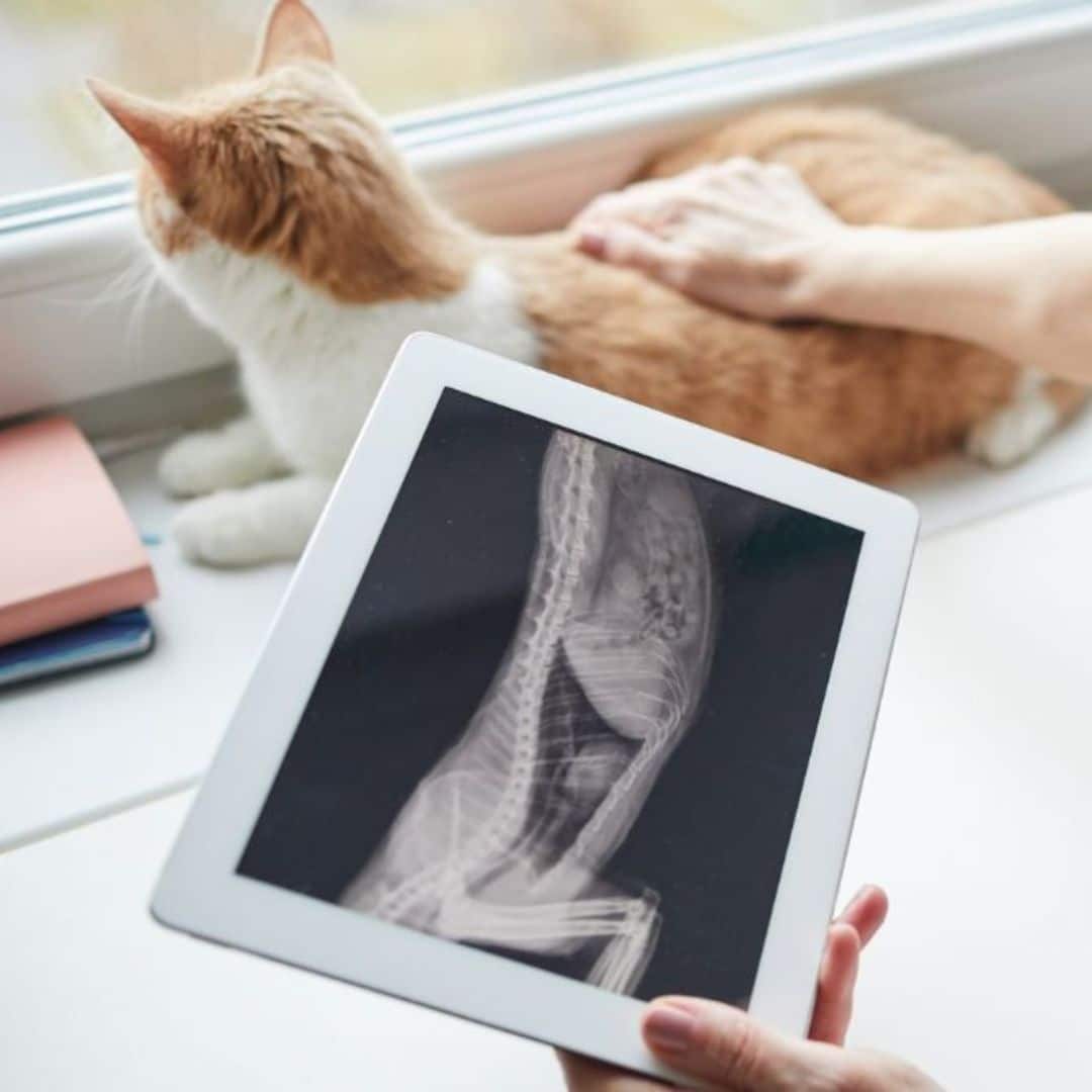 pet X-ray
